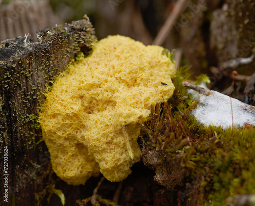 Slime mold Fuligo Septica in natural environment
