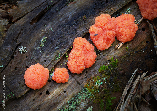 Slime mold  Tubifera Ferruginosa in natural environment
