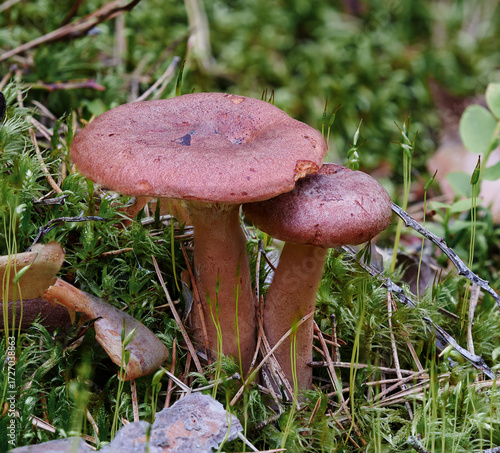 Mushroom  Lactarius rufus in natural environment
