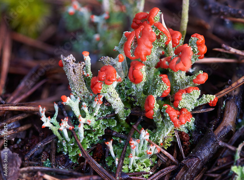 LichensCladonia coccifera in natural environment
