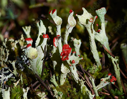 LichensCladonia coccifera in natural environment

