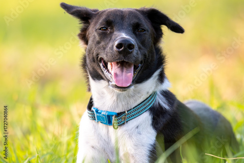 Happy black and white dog smiling in the grass