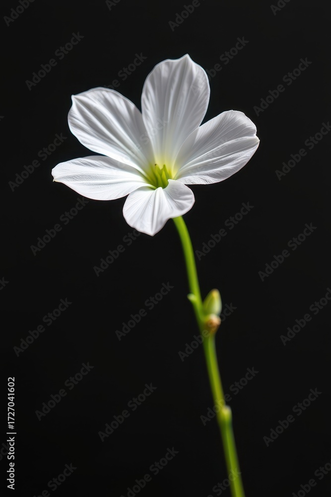 Fototapeta premium Single white flower against a stark black background, delicate petals and vibrant contrast, single bloom, petal
