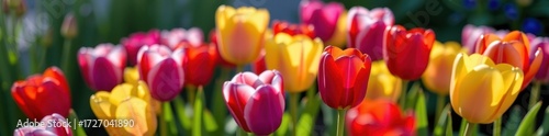 Vibrant tulips in full bloom, bathed in soft, warm light. A colorful bouquet showcasing various shades and textures, botany, beauty, colorful flowers