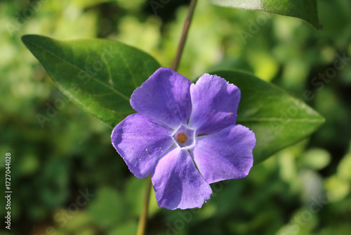 Blossom of lesser periwinkle (Vinca minor) a blue flowering ground cover plant for shady places in garden (Breisach, Germany)