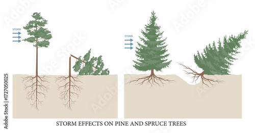 Storm effects on spruce and pine trees, depending on root system