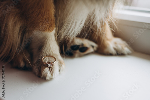 Close-up of a dog’s paw with an engagement ring placed delicately on it. Creative wedding detail photo symbolizing love, loyalty, and bond between couple and their pet during celebration.