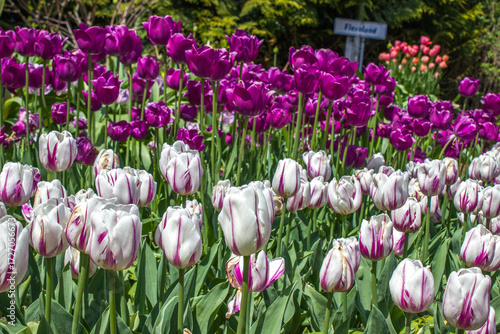 Fields of Mixed Tulips Blooming in Michigan, USA