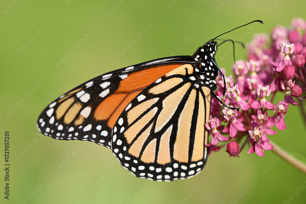 Fototapeta premium Butterfly 2022-23 Monarch butterfly (Danaus plexippus)