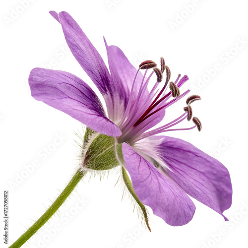 Delicate Purple Wildflower with Intricate Stamens and Hairy Stem purple flower bloom