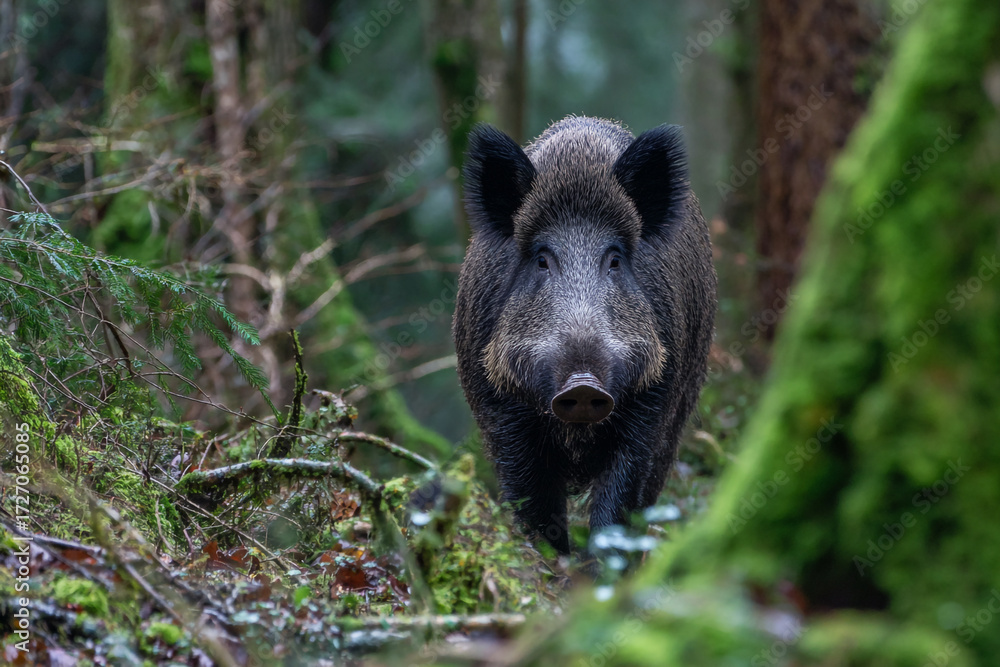 Obraz premium Wildlife Scene: Boar in Natural Woodland Environment