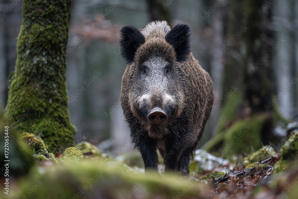 Fototapeta premium Wild Boar Walking Through Dense Woodland