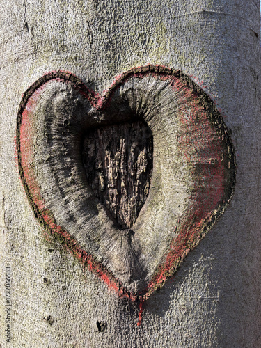 Ast hole in the shape of a heart with a carved red heart frame in a tree in the Erbwald Merzenich, Germany, Europe, on March 8, 2025
