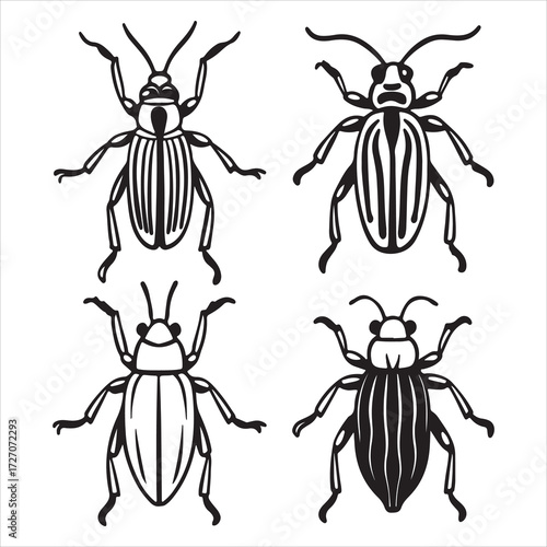 A Snouted and Damaging Weevil Insect, a Small Curculionoidea Agricultural Pest with a Distinctive Rostrum, Known