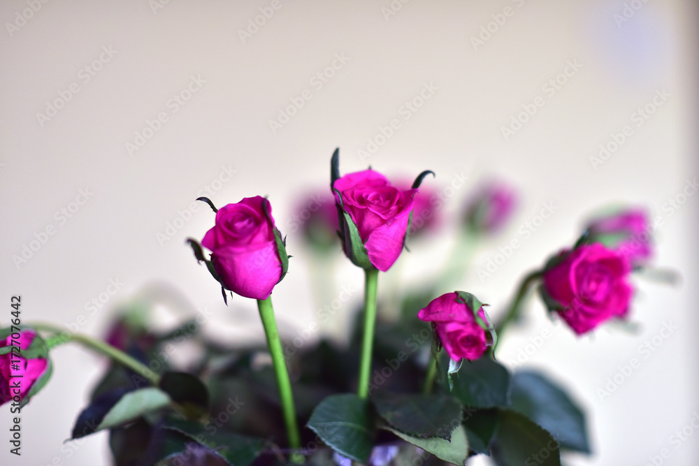 Obraz premium a bouquet of red roses in a vase on the table