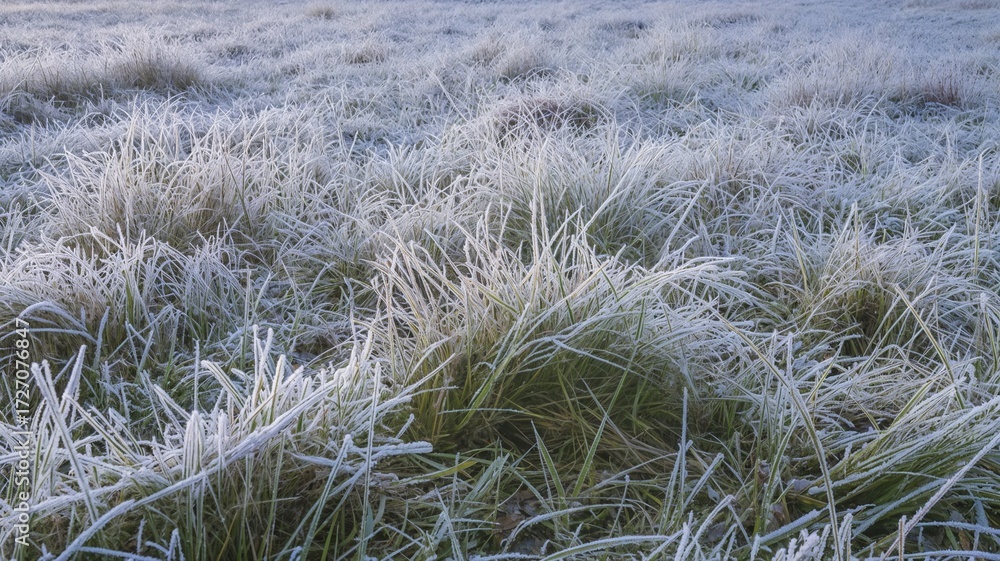 Fototapeta premium Wide horizontal view of frosty meadow from ground level with linear grass patterns