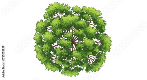 Top-down view illustration of a deciduous tree with lush green foliage