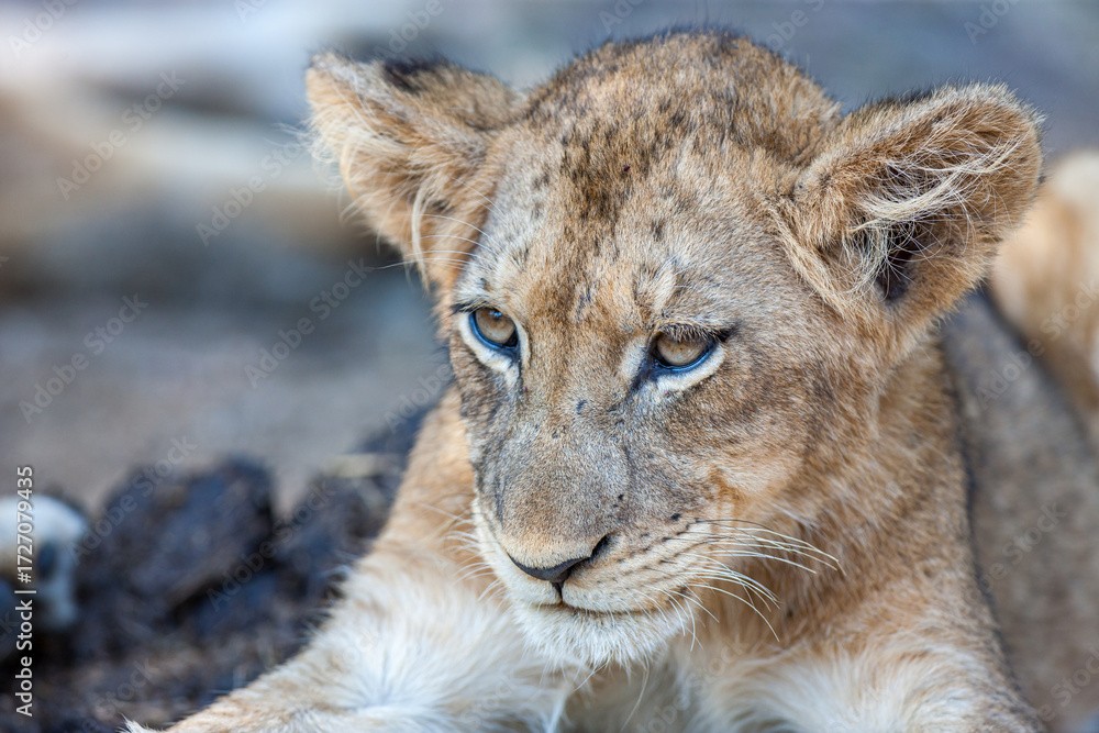 Obraz premium South Africa, Kruger National Park, Lion (Panthera leo), cub