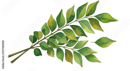 A watercolor illustration of a sprig of curry leaves with a black background showing detail