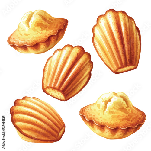Watercolor Vector Madeleines French Sponge Cake Illustration on White Background