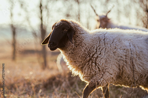 English Suffolk sheeps on a field and in a forest