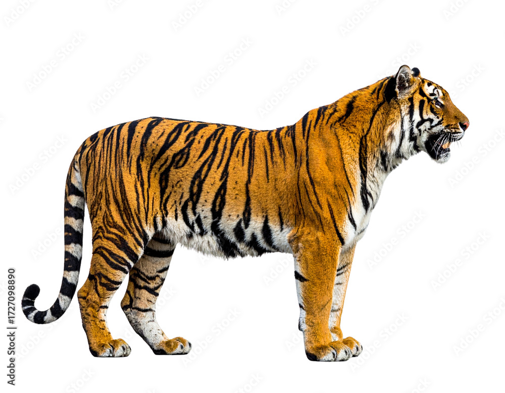 Fototapeta premium Majestic Tiger Side View with Realistic Fur Texture Isolated on White
