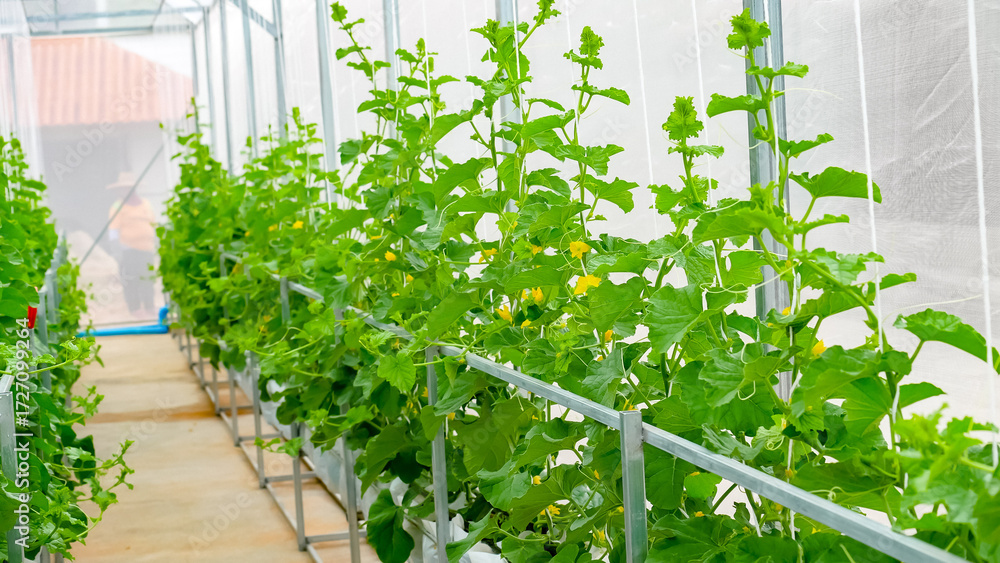 Fototapeta premium green plants in a greenhouse