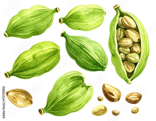 Watercolor illustration of cardamom pods and seeds (1)
