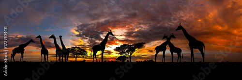 Panorama silhouette Giraffe family and tree in africa with sunset.Tree silhouetted against a setting sun.Typical african sunset with acacia trees in Masai Mara, Kenya