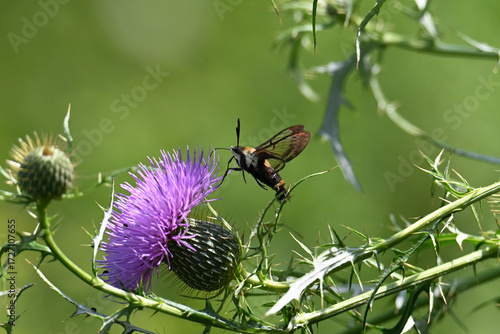 Butterfly 2022-24
Snowberry Clearwing (Hemaris diffinis) 