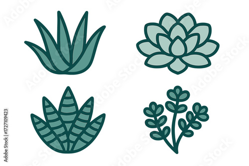 Different types of succulents displayed against a white background for gardening inspiration and decoration ideas