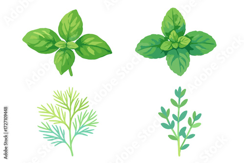 Fresh herbs displayed on a white background, showcasing mint, dill, and thyme in detailed illustrations