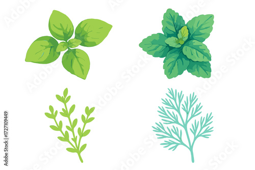 Fresh herbs including basil, mint, thyme, and dill illustrated on a white background