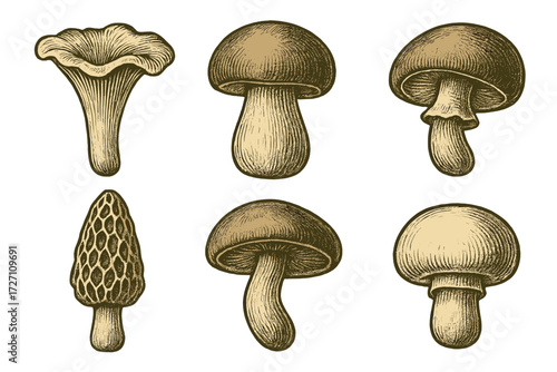 Collection of detailed sketches of various mushrooms in different shapes and sizes on a light background
