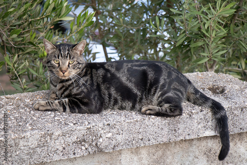 Gray tabby moggy classic pattern domestic outdoor cat, lying on the garden wall