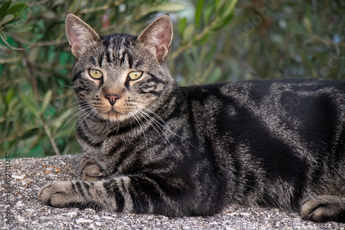 Gray tabby moggy classic pattern domestic outdoor cat with light orange snout and white whiskers, lying on the garden wall in Mediterranean