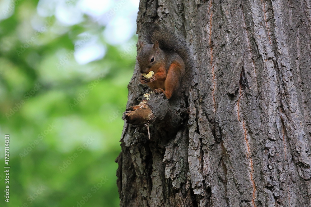 Obraz premium Wild Japanese Squirrel Holding Chestnut in Forest.