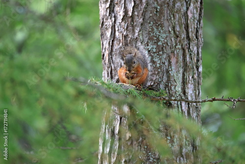Wild Japanese Squirrel Holding Chestnut in Forest.