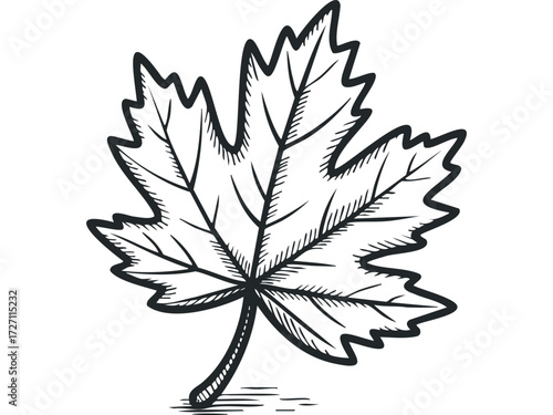Hand Drawn Maple Leaf Outline With Stem. Vector hand drawn illustration