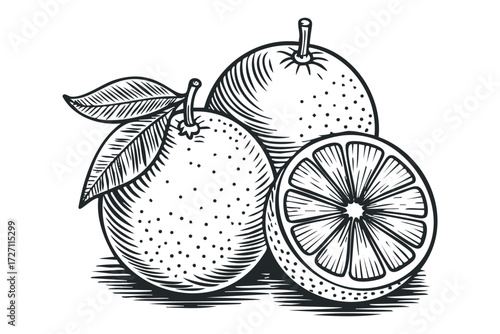 Two whole oranges with one sliced in half and leaves. Vector hand drawn illustration