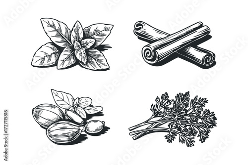 Collection of herbs and spices isolated on white. Vector hand drawn illustration