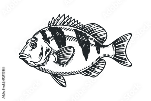 Monochromatic sketch of a striped fish with fins and scales. Vector hand drawn illustration