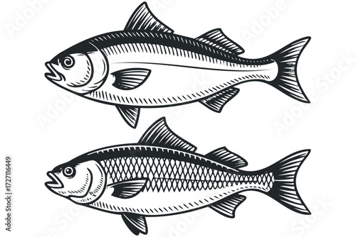 Two realistic fish side view graphic. Vector hand drawn illustration
