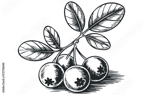 Branch with ripe blueberries and leaves. Vector hand drawn illustration
