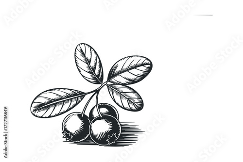 Branch of ripe berries with leaves. Vector hand drawn illustration