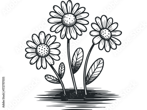 Three outlined daisies in stylized ground. Vector hand drawn illustration