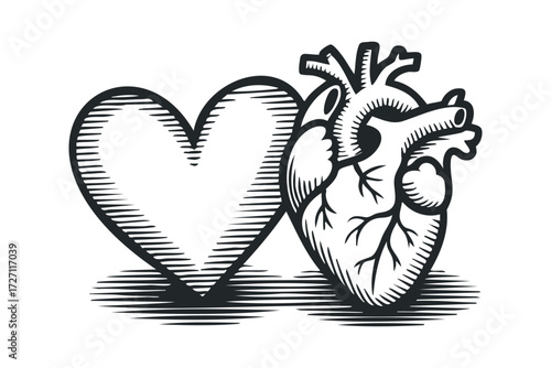 Stylized Heart and Anatomical Heart Side by Side. Vector hand drawn illustration