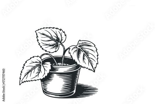 Potted plant with serrated leaves on white background. Vector hand drawn illustration