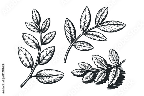 Line Drawing of Three Twigs with Leaves. Vector hand drawn illustration