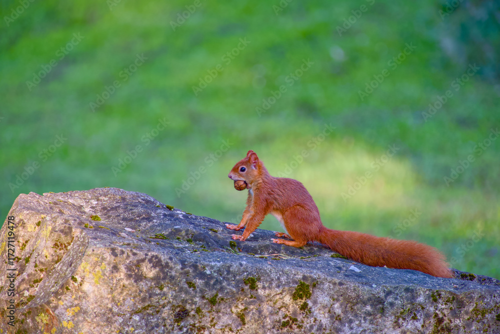 Obraz premium Red squirrel sitting on rock with walnut